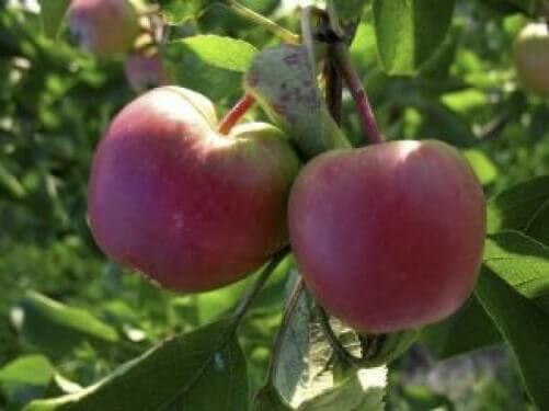 two-red-apples-hanging-from-a-branch_2835323