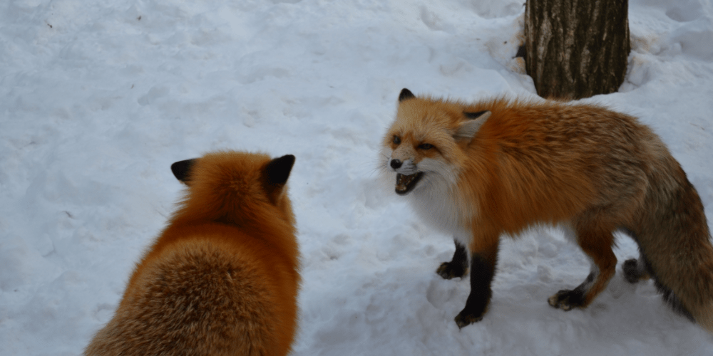 雪と狐